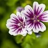 20 ZEBRA MALLOW Malva sylvestris var. Zebrina Flower Seeds