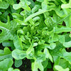 3000 OAK LEAF LETTUCE Lactuca Sativa Vegetable Seeds