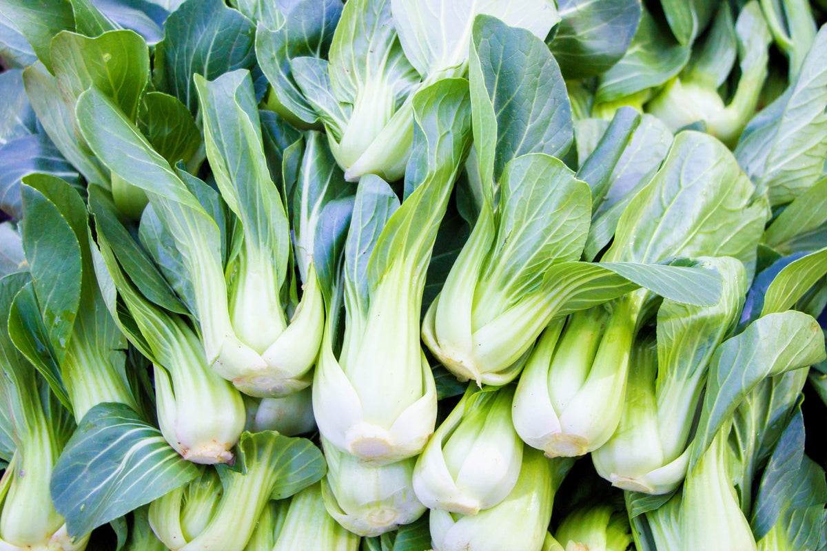Canton Pak Choi Seeds – (Bok Choy / Chinese Cabbage) Brassica Rapa Chinensis Vegetable – photo 3