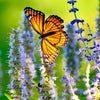 30 MIXED COLORS AGASTACHE Aurantiaca Cana Hummingbird Mint Hyssop Flower Seeds