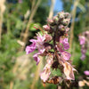100 CANADIAN GERMANDER American Wood Sage Teucrium Canadense Herb Flower Seeds