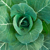 250 VATES COLLARDS Collard Greens Brassica Oleracea Acephala Vegetable Seeds