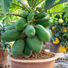 10 DWARF WAIMANALO PAPAYA Solo Hawaiian Carica Fruit Tree Houseplant Seeds