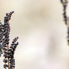 1000 + SENSITIVE FERN Onoclea Sensibilis aka Bead or Sympathy Fern Spores Seeds