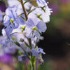 25 BLUE STREAK SPEEDWELL Veronica Gentianoides Flower Seeds