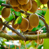 50 GOLDEN KIWI FRUIT Yellow Actinidia Chinensis Kiwifruit Chinese Gooseberry Flower Vine Seeds