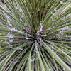 25 RED YUCCA Hesperaloe Parviflora aka Hummingbird, Coral, & Texas Yucca Flower Seeds