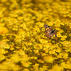 1500 CALIFORNIA SUNSHINE GOLDFIELDS Lasthenia Glabrata Yellow Flower Seeds