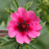 50 NEPAL CINQUEFOIL / POTENTILLA Nepalensis Pink Red Flower Seeds