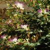 20 CAPER BUSH Edible Capers Flinders Rose Flower Capparis Spinosa Shrub Seeds