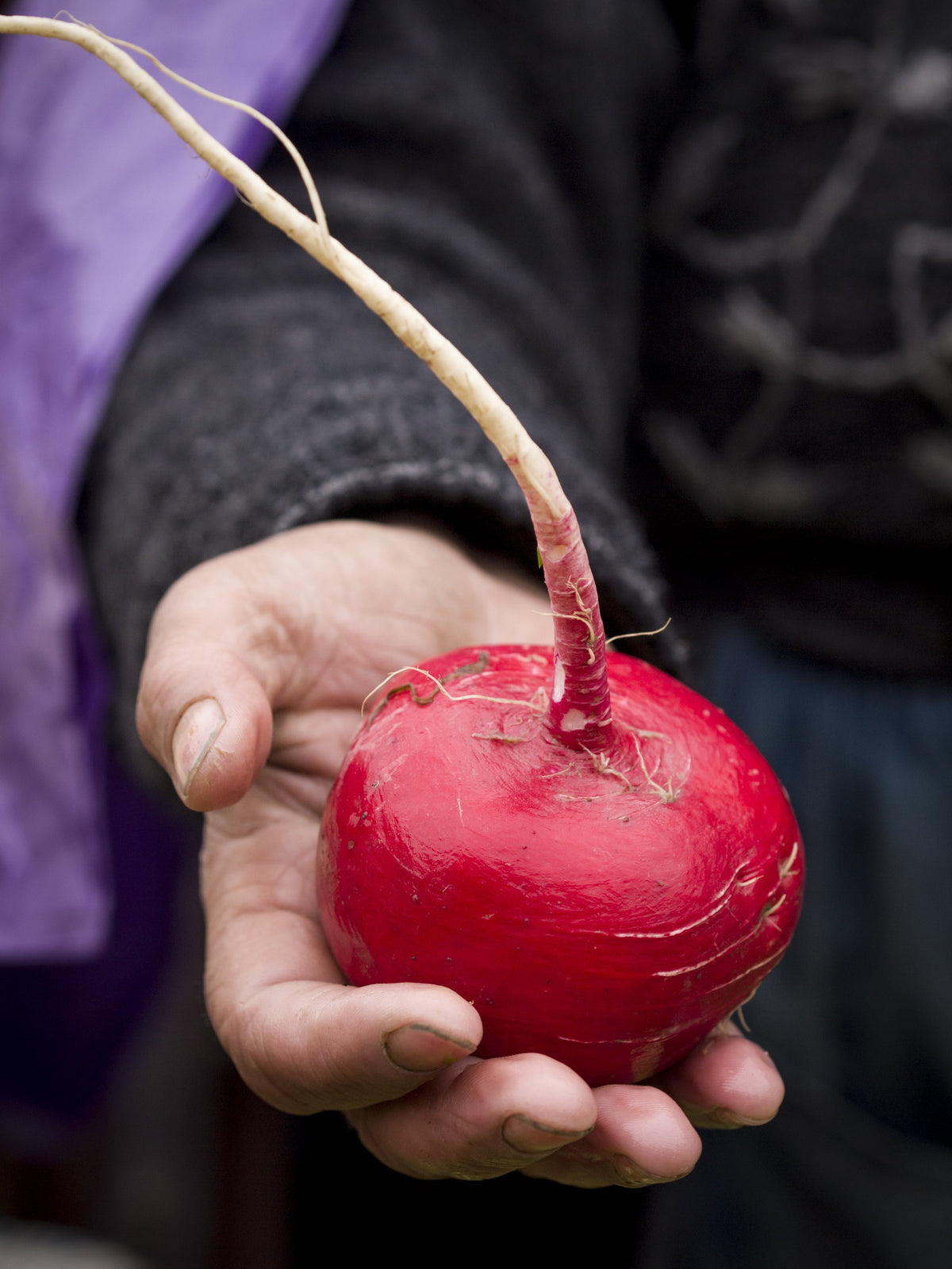 Crimson Giant Radish Seeds – Raphanus Sativus Vegetable