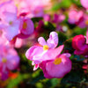25 Rose PINK WAX BEGONIA Semperflorens Fibrous Shade Flower Seeds