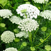 200 BISHOPS FLOWER Ammi Majus False Queen Annes Lace Seeds