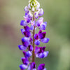 100 ARROYO LUPINE (Hollowleaf Lupine / Succulent Lupine) Lupinus Succulentus Flower Seeds