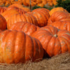 10 Dill's ATLANTIC GIANT PUMPKIN Up to 2000 lb Cucurbita Vegetable Seeds