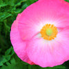 Mixed Colors Shirley Poppy (