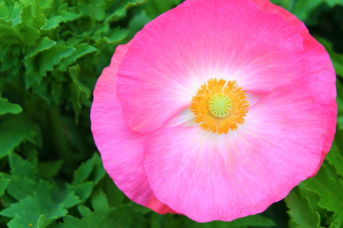 Mixed Colors Shirley Poppy (
