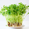 Snow Pea Seeds – Pisum Sativum Vegetable – photo 4
