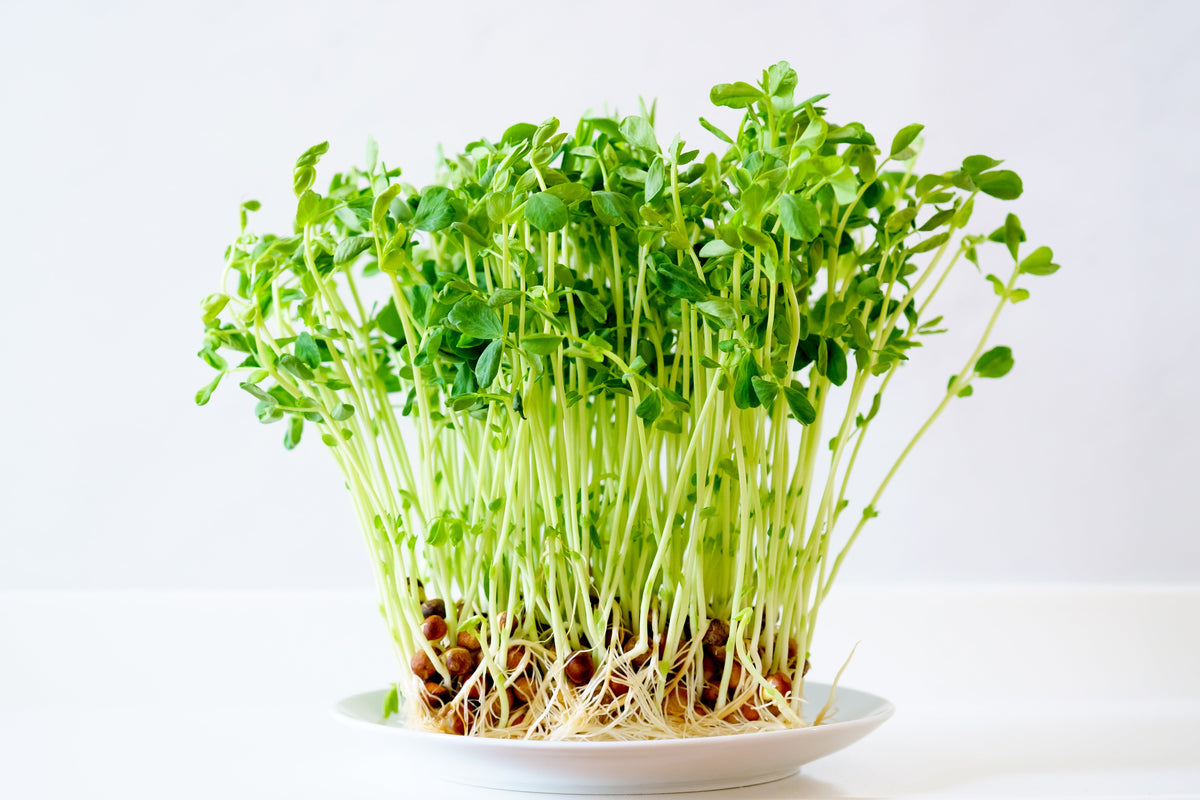Snow Pea Seeds – Pisum Sativum Vegetable – photo 4