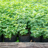 50 TRUE INDIGO Dye Indigo Indigofera Tinctoria Pink Purple Sub Shrub Flower Seeds
