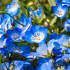 250 BABY BLUE EYES Nemophila Menziesii Fragrant Butterfly Flower Seeds