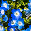 250 BABY BLUE EYES Nemophila Menziesii Fragrant Butterfly Flower Seeds