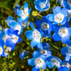 250 BABY BLUE EYES Nemophila Menziesii Fragrant Butterfly Flower Seeds