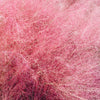 40 PINK MUHLY GRASS Cotton Candy Grass Muhlenbergia Capillaris Native Seeds
