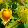 50 PERUVIAN GROUND CHERRY Physalis Peruviana Cape Gooseberry Fruit Veggie Seeds