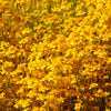 1500 CALIFORNIA SUNSHINE GOLDFIELDS Lasthenia Glabrata Yellow Flower Seeds