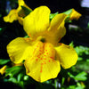 250 YELLOW MONKEY FLOWER Mimulus Grandiflorus Perennial Flower Seeds