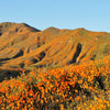 1000 ORANGE CALIFORNIA POPPY Eschscholzia Californica Flower Seeds