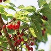 5 HIMALAYAN CHERRY Prunus Cerasoides Pink Flowers Red Fruit Tree Seeds