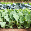 2000 WHITE VIENNA KOHLRABI German Turnip / Turnip Cabbage Brassica Oleracea Root & Leaf Vegetable Seeds