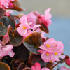 25 WAX MIXED BEGONIA Semperflorens Fibrous Mixed Colors Red Pink White Two Tone Shade Flower Seeds