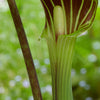 5 JACK IN THE PULPIT Arisaema Triphyllum Native Shade Flower Seeds