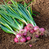 100 SCARLET BANDIT Bunching ONION Red Allium Cepa Vegetable Seeds