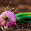 250 RED BURGUNDY ONION Allium Cepa Vegetable Seeds
