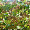 100 KIWI FRUIT Kiwi Actinidia Vine Seeds (Kiwifruit / Hardy Kiwi / Tara Vine / Yang Tao / Chinese Gooseberry / Chinese Strawberry)