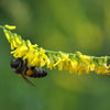 3000 YELLOW SWEET CLOVER Melilotus Officinalis Flower Seeds
