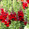 250 RUBY RED SNAPDRAGON Antirrhinum Majus Flower Seeds