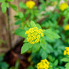 150 GOLDEN ALEXANDER (Golden Zizia / Meadow Zizia) Zizia Aurea Flower Seeds