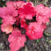 1200 Mixed Colors CORAL BELLS HEUCHERA Shade Flower Seeds