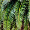 10 CANARY ISLAND Date PALM Phoenix Canariensis Tree Seeds