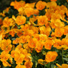 50 ORANGE SUN PANSY Swiss Giant Viola Wittrockiana Flower Seeds