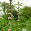 100 Pink CHINESE MOTHERWORT Leonurus Japonicus Siberian Honey Herb Flower Seeds