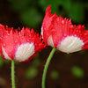 500 DANISH FLAG POPPY Red & White Queens Poppy Papaver Somniferum Danebrog Flower Seeds