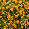 50 ORANGE SUN PANSY Swiss Giant Viola Wittrockiana Flower Seeds