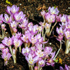 10 AUTUMN CROCUS Colchicum Autumnale Meadow Saffron Flower Seeds