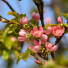 20 Chinese QUINCE FRUIT TREE Chaenomeles Sinensis Pseudocydonia Fruit Flower Seeds Thornless